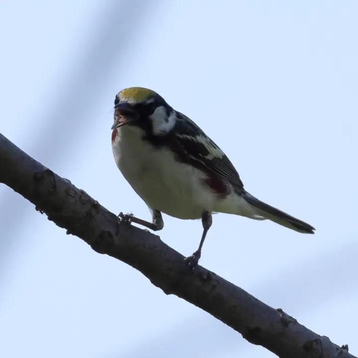 Chestnut-sided Warbler