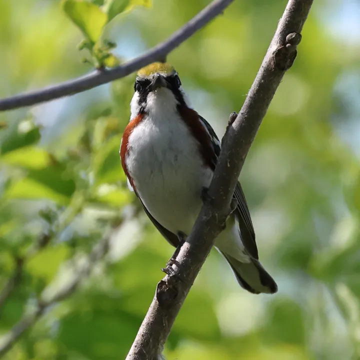 Chestnut-sided Warbler