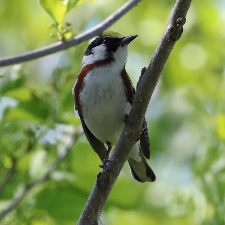 Chestnut-sided Warbler