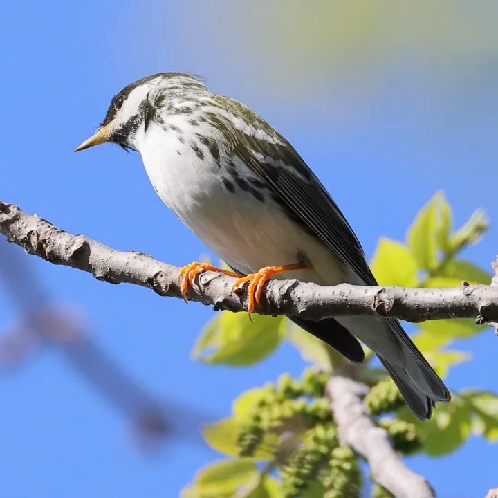 Blackpoll Warbler