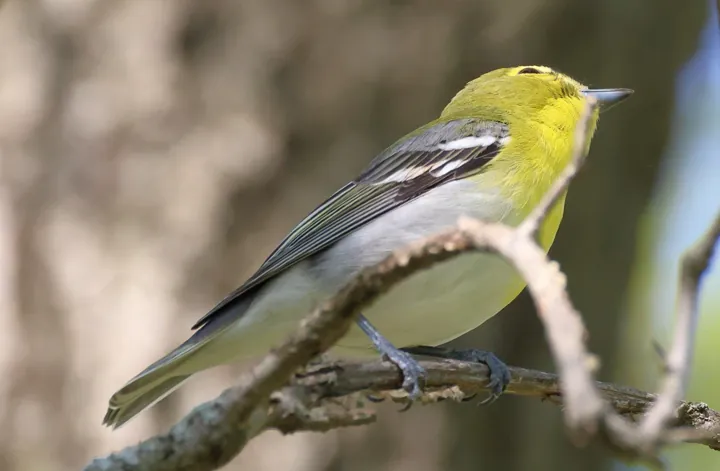 Yellow-throated Vireo