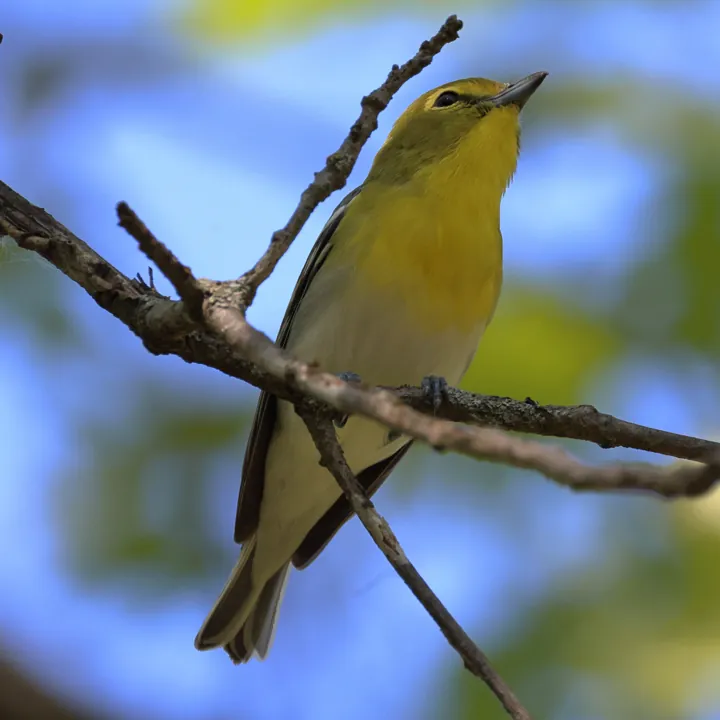 Yellow-throated Vireo