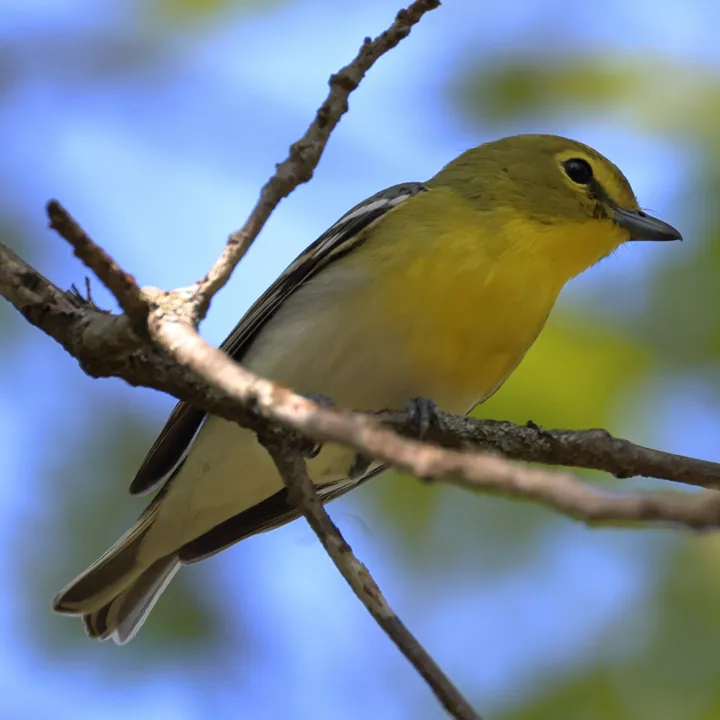 Yellow-throated Vireo