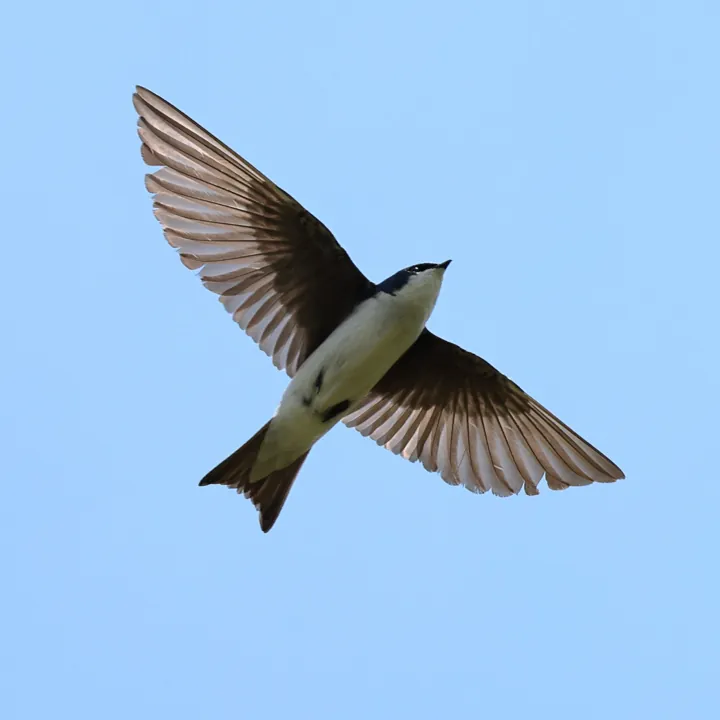 Tree Swallow