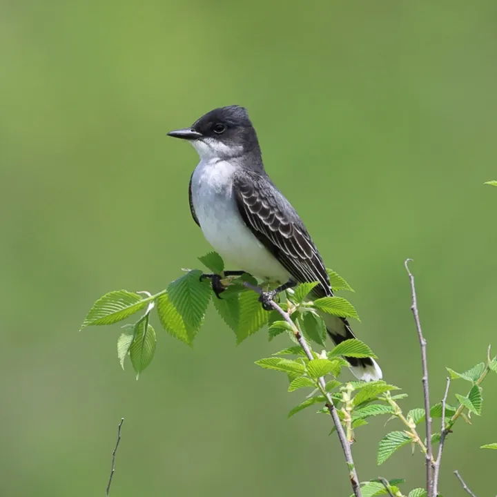 Eastern Kingbird