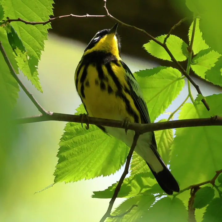 Magnolia Warbler