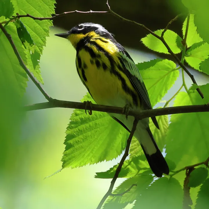 Magnolia Warbler