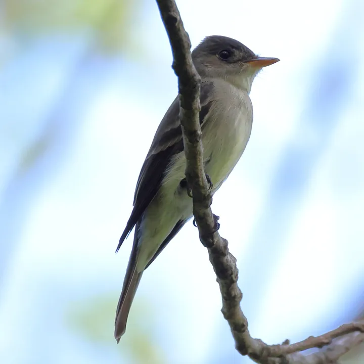 Eastern Wood-Pewee