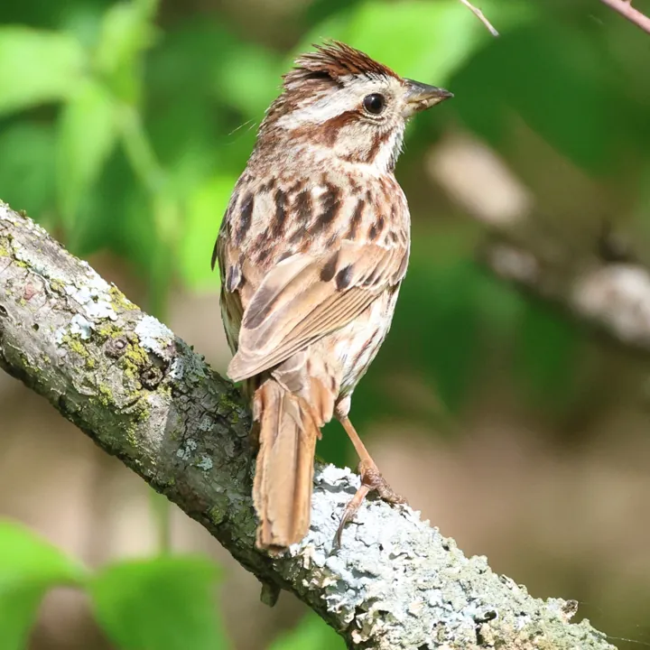 Song Sparrow