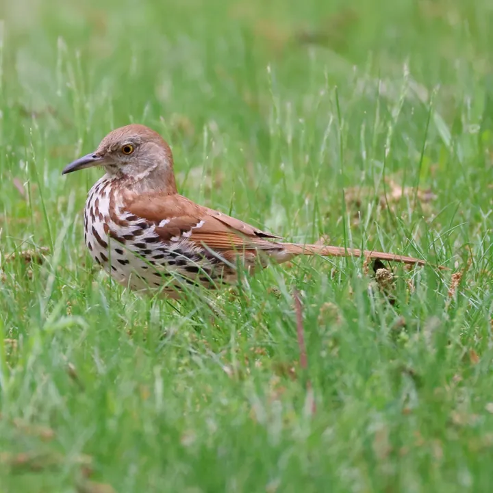 Brown Thrasher