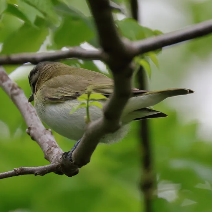 Red-eyed Vireo