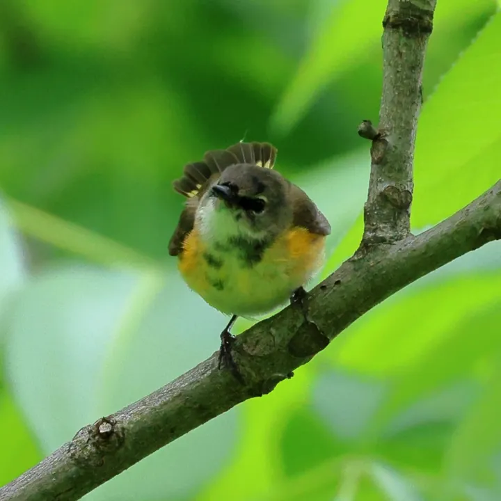 American Redstart