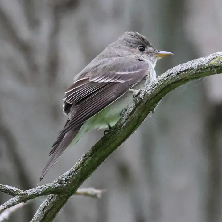 Eastern Wood-Pewee