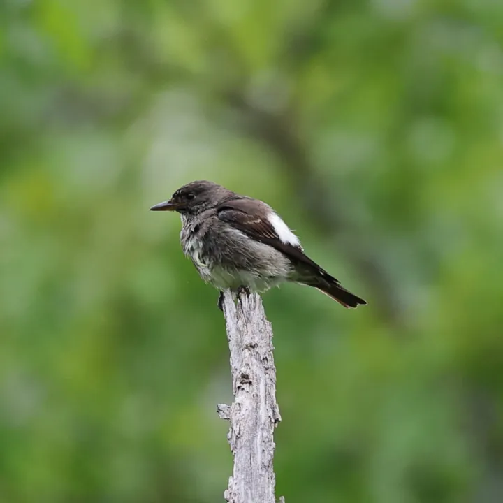Olive-sided Flycatcher