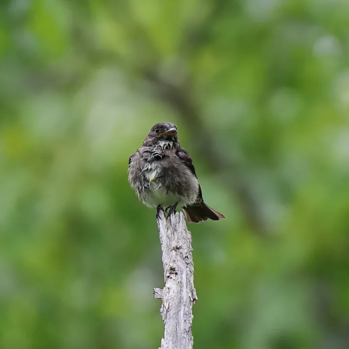 Olive-sided Flycatcher