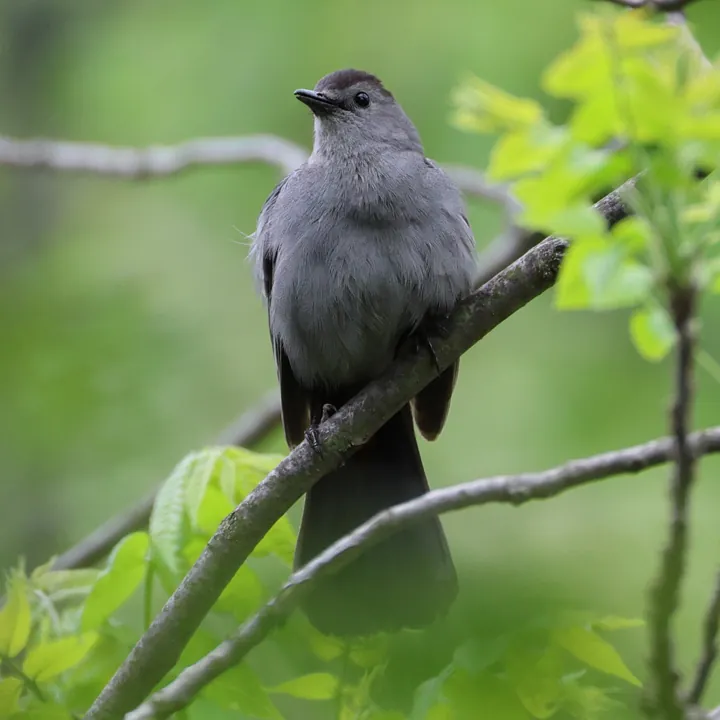 Gray Catbird
