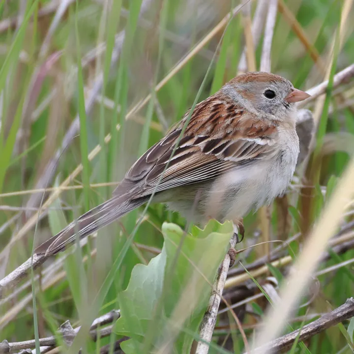 Field Sparrow