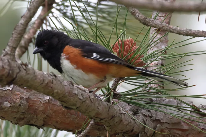 Eastern Towhee