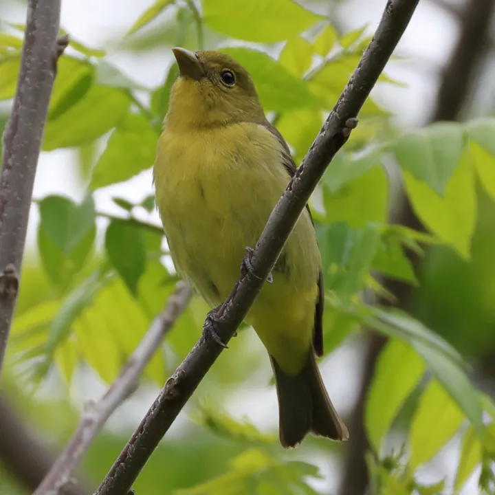 Scarlet Tanager