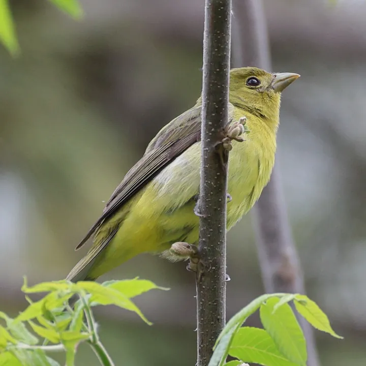 Scarlet Tanager