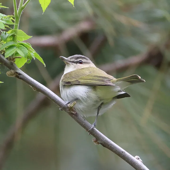 Red-eyed Vireo