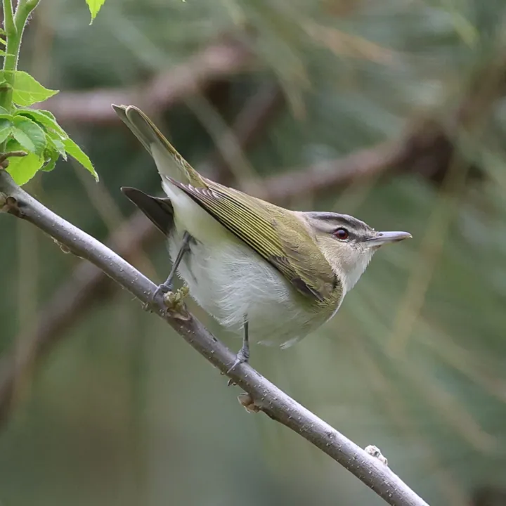 Red-eyed Vireo