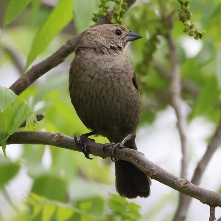 Brown-headed Cowbird