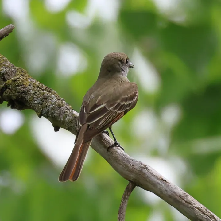 Great Crested Flycatcher