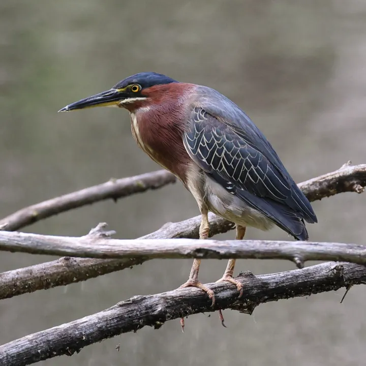 Green Heron