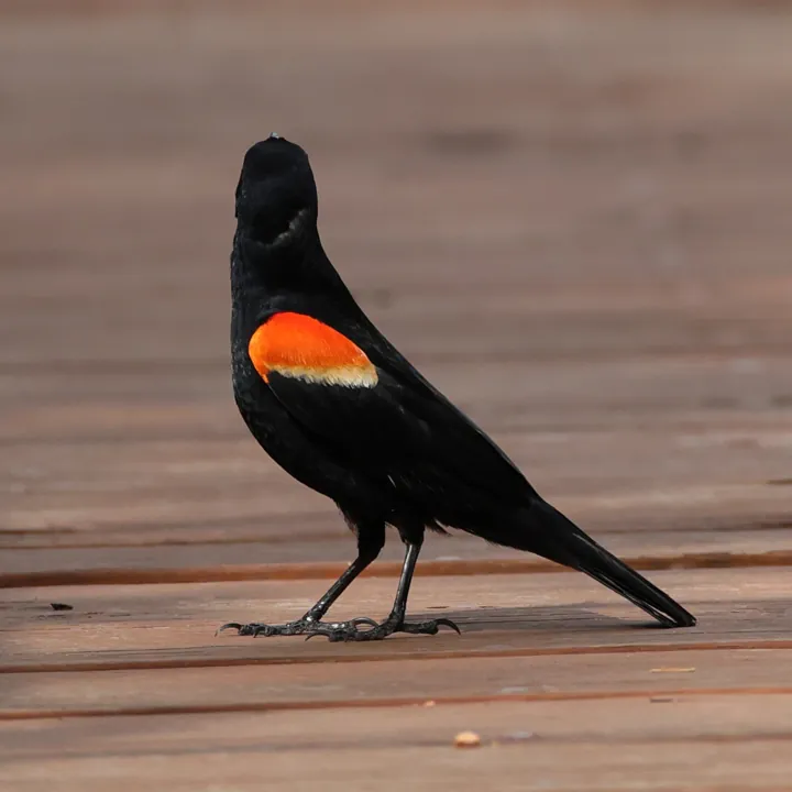 Red-winged Blackbird