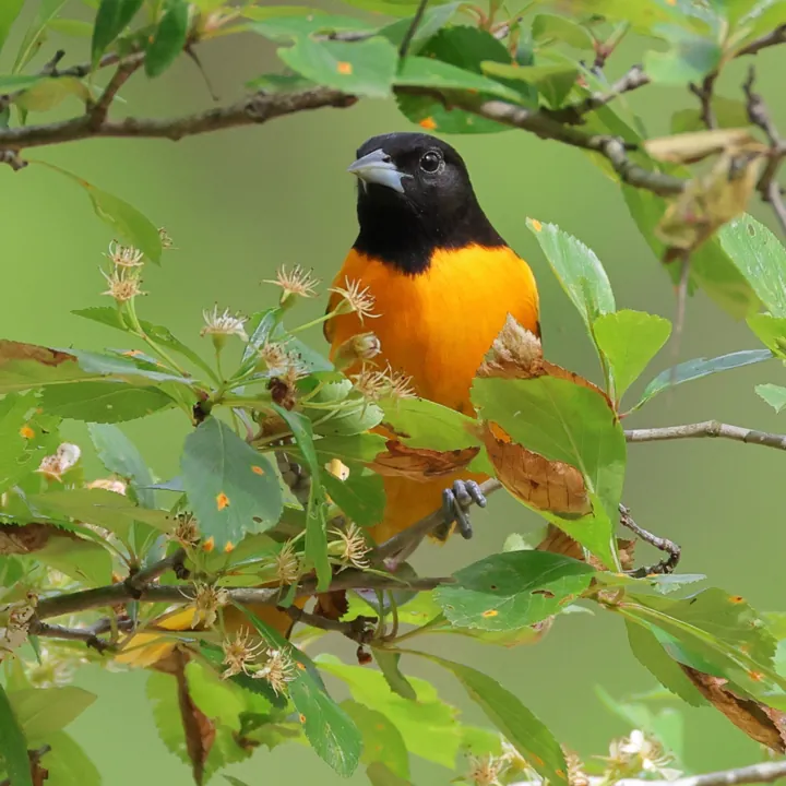 Baltimore Oriole