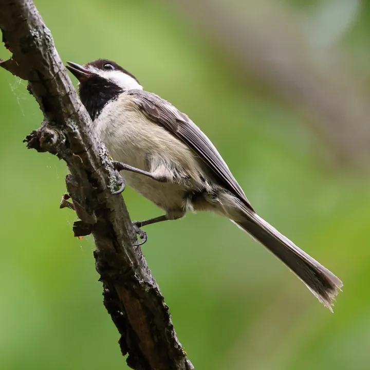 Black-capped Chickadee