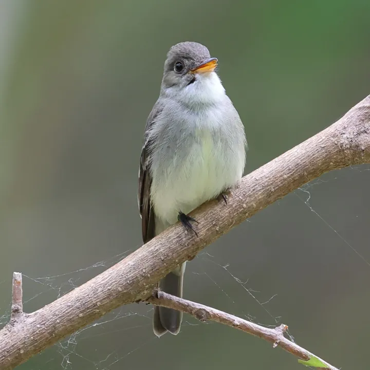 Eastern Wood-Pewee