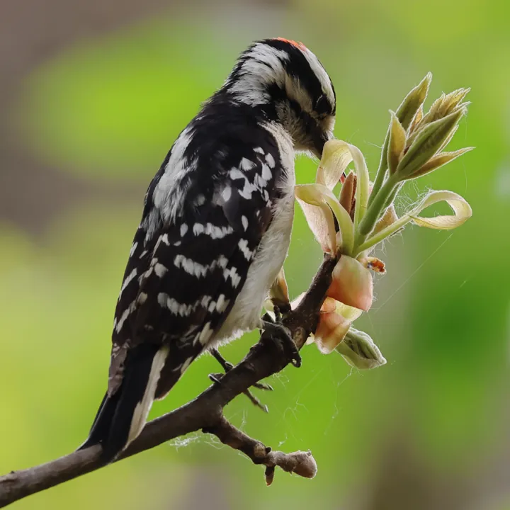 Hairy Woodpecker