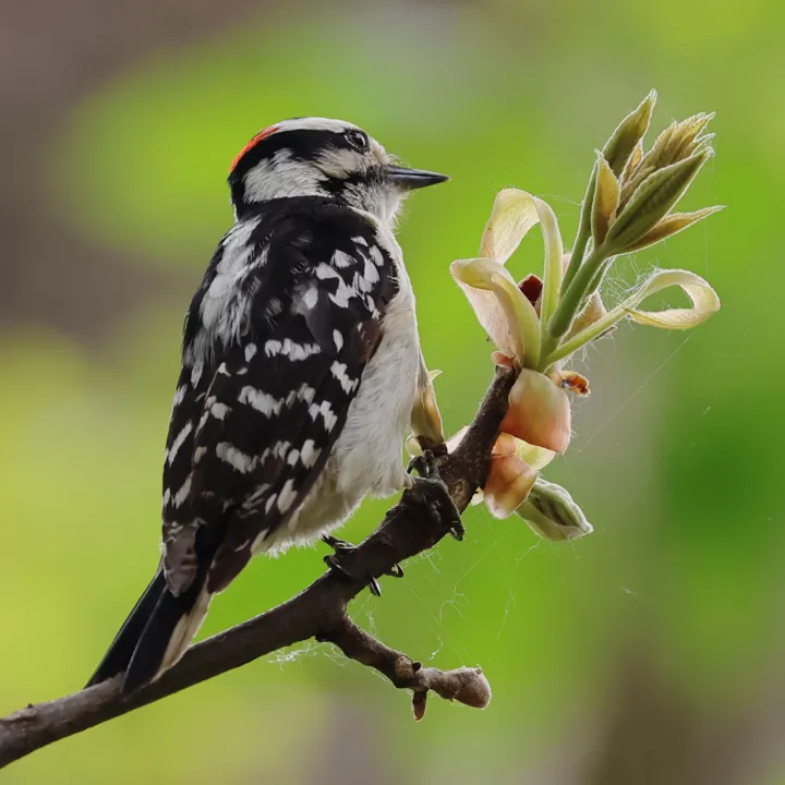 Hairy Woodpecker