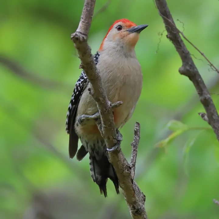 Red-bellied Woodpecker
