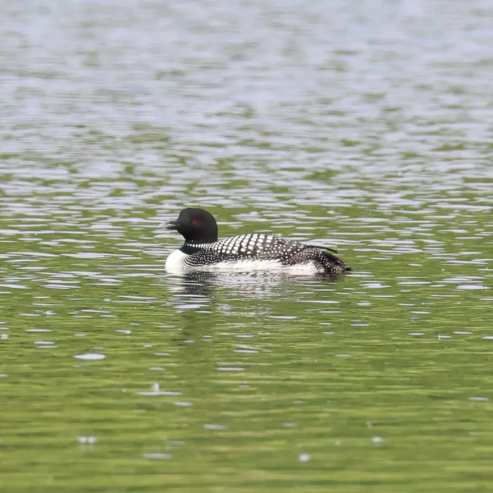 Common Loon
