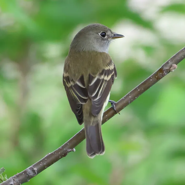 Willow Flycatcher