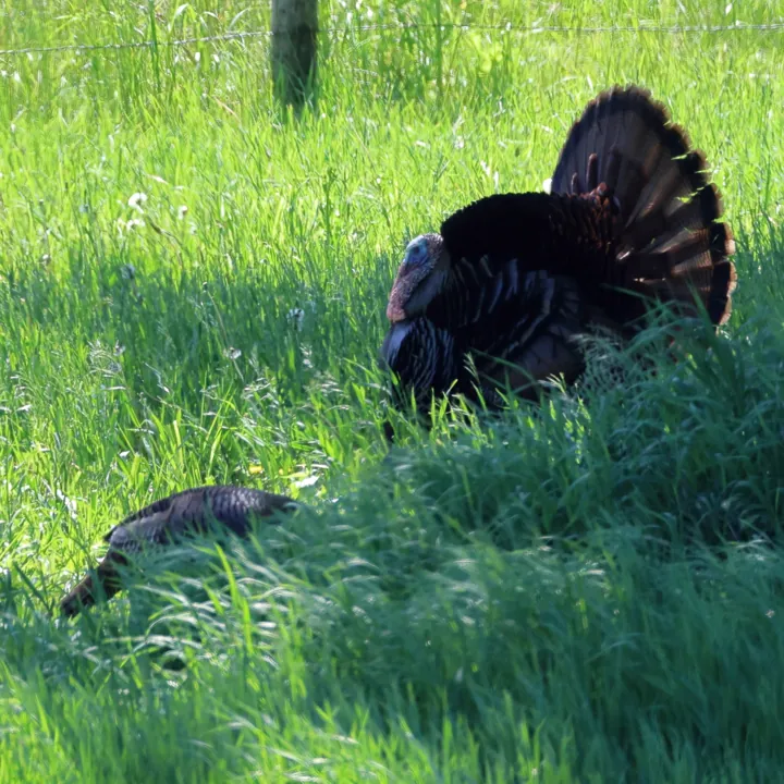 Wild Turkey