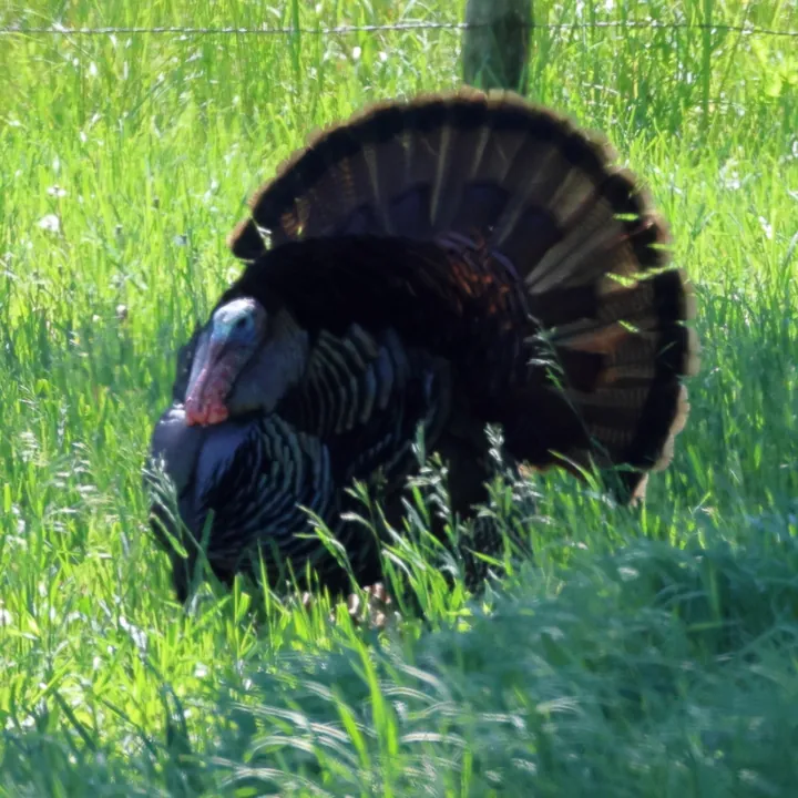 Wild Turkey