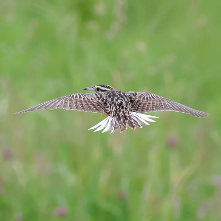 Eastern Meadowlark