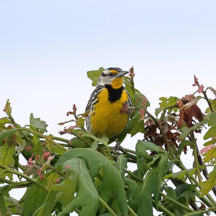 Eastern Meadowlark