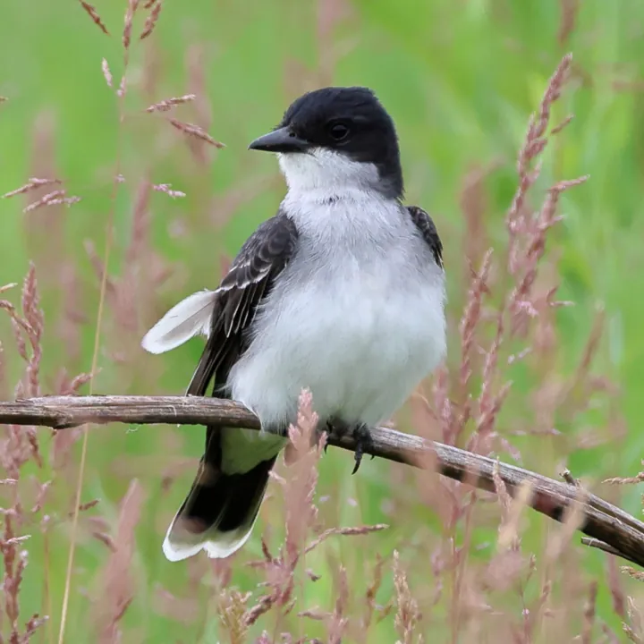 Eastern Kingbird