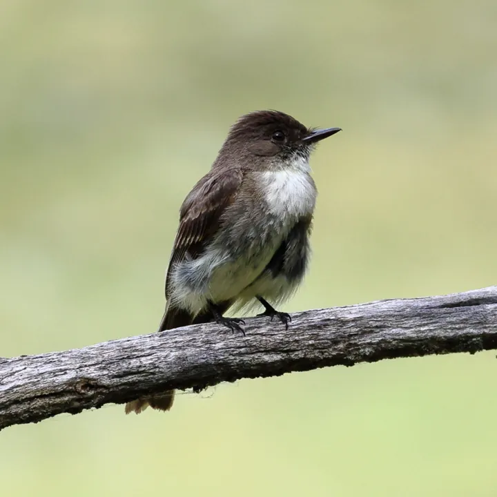 Eastern Phoebe