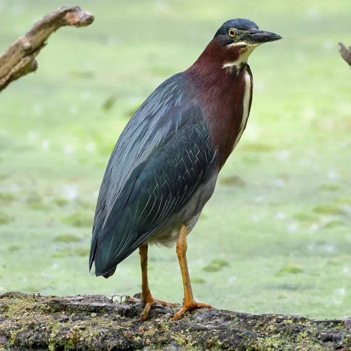 Green Heron
