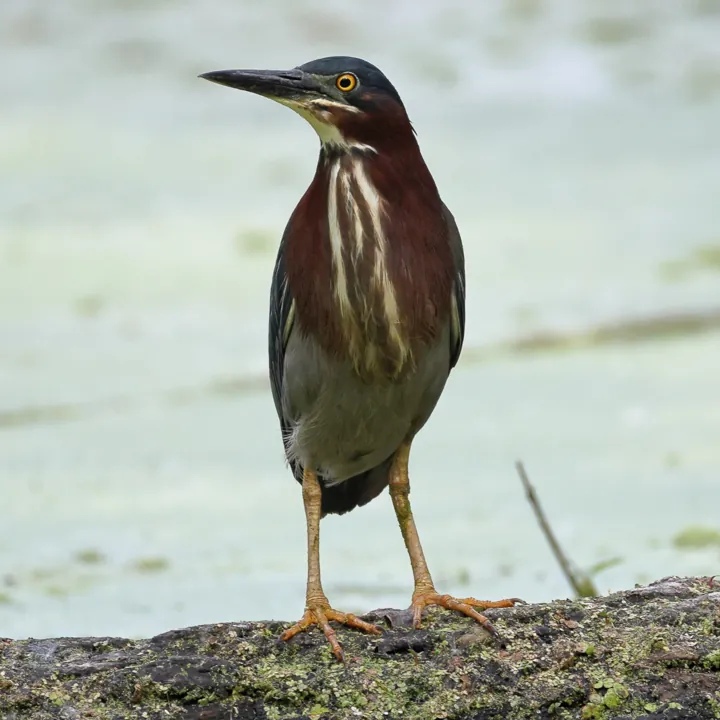 Green Heron