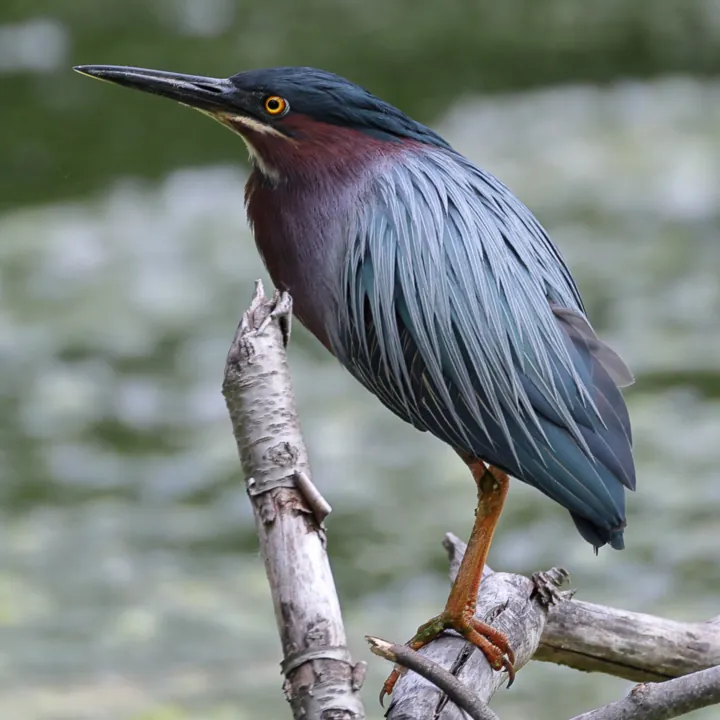 Green Heron