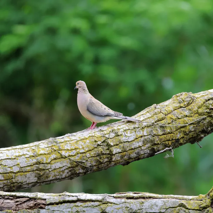 Mourning Dove
