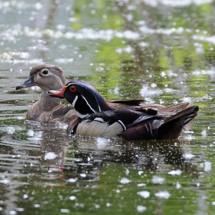 Wood Duck