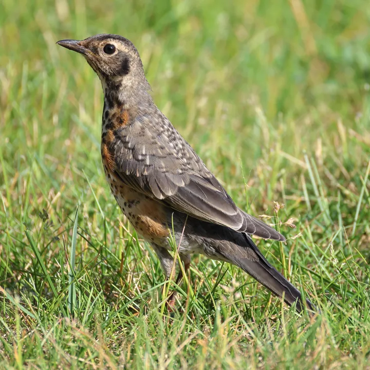 American Robin